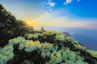 "Do quyen” flowers paint Indochina’s roof in spectacular hues